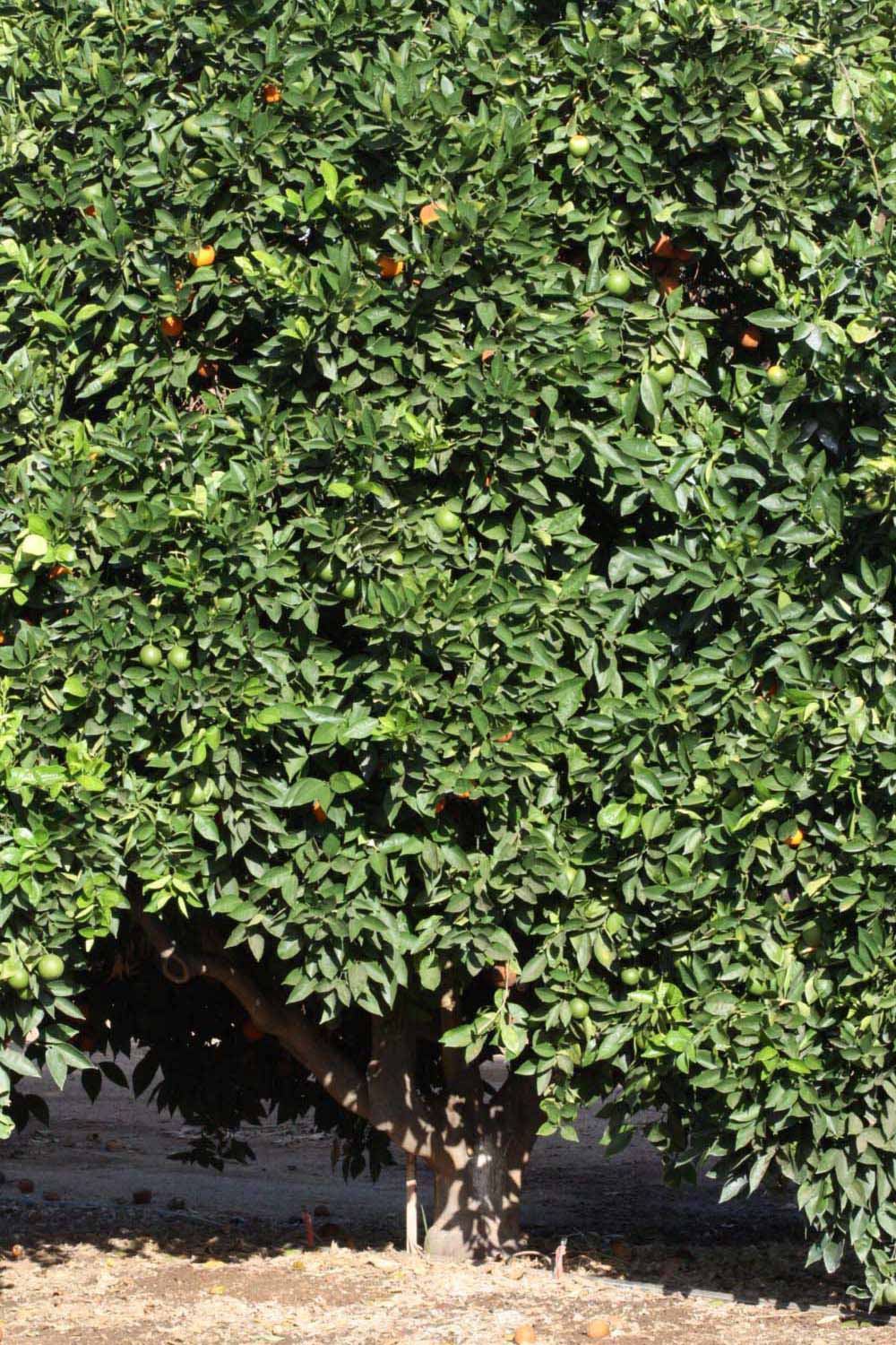            Habit (Riverside, CA)   